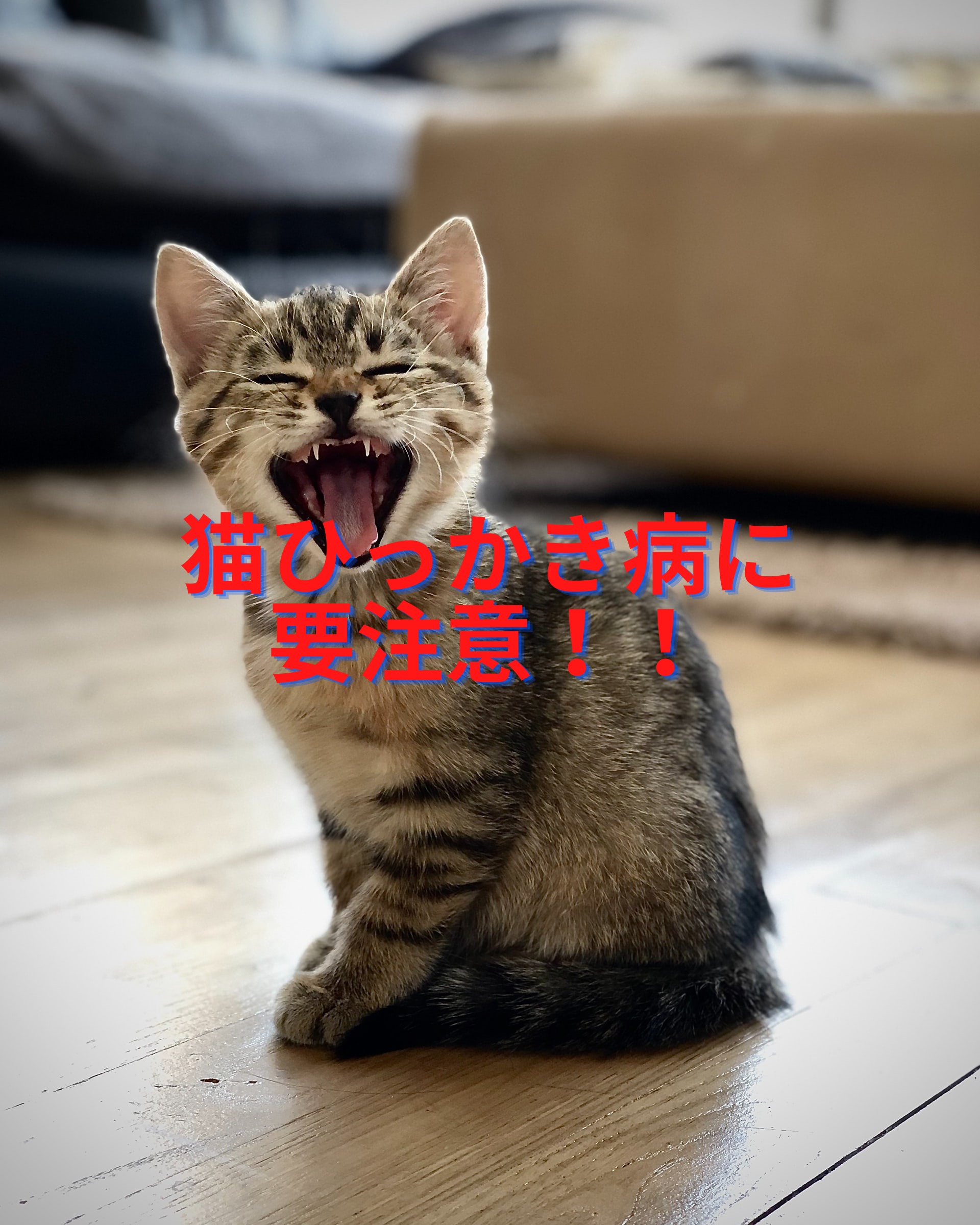 猫を飼っている人は要注意 猫ひっかき病とは ソファからもうつる Kodomo Blog